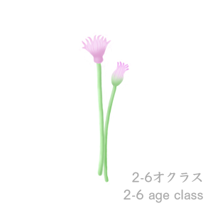 2-6 age class